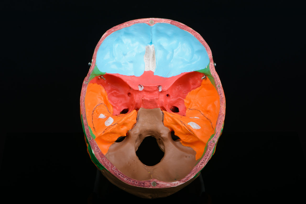 Inside top view of coloured plastic educational model of a human skull on black background.,Inside top view of coloured plastic educational model of a human