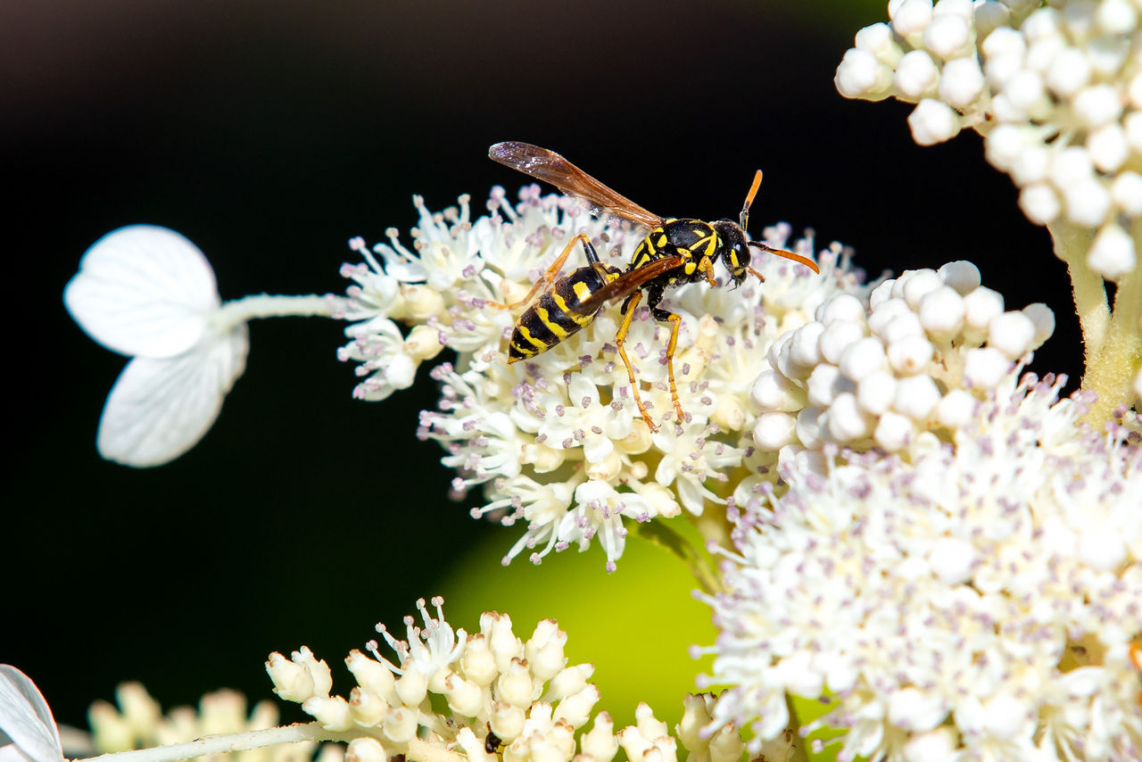 Ungebetener Besuch – Was bei Wespen(-stichen) zu beachten ist