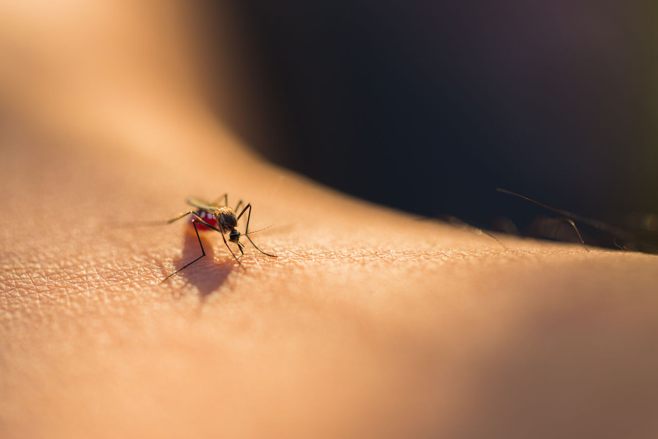 Mücken: Kleine Plagegeister der Saison