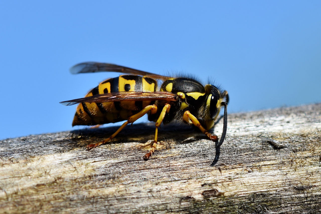 Die gestreifte Gefahr: Was tun bei einer Insektengiftallergie?