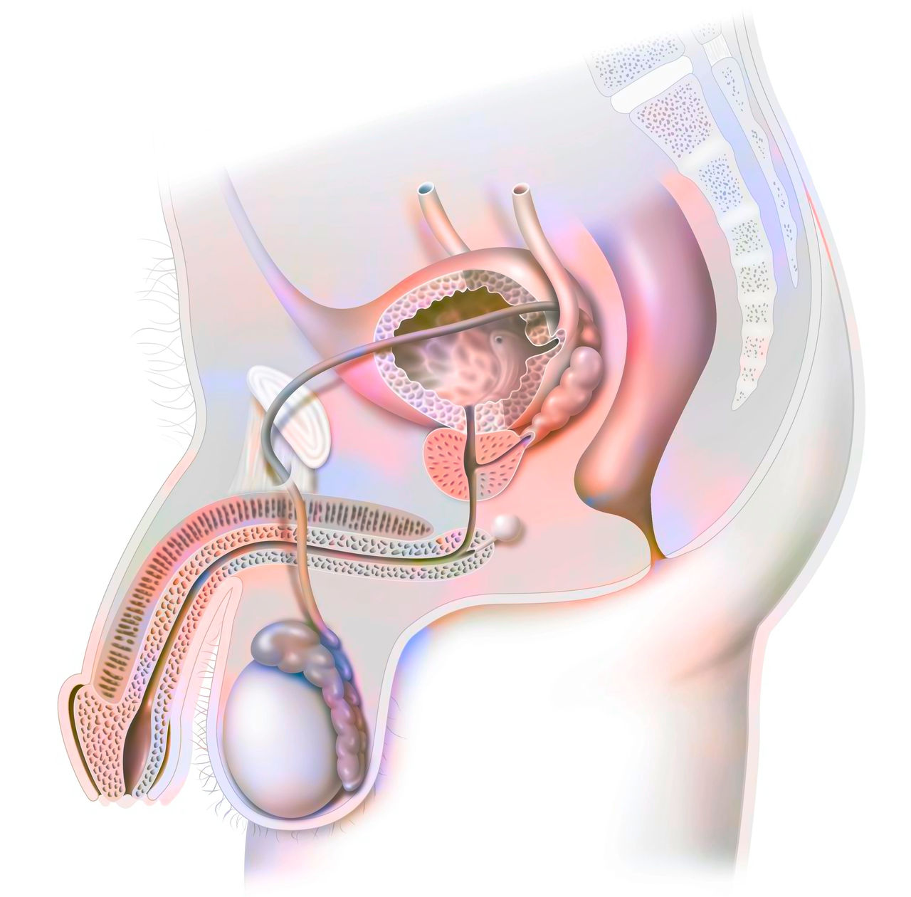 Penisprothese: „Eine zuverlässige Methode bei anhaltender Impotenz“ 
