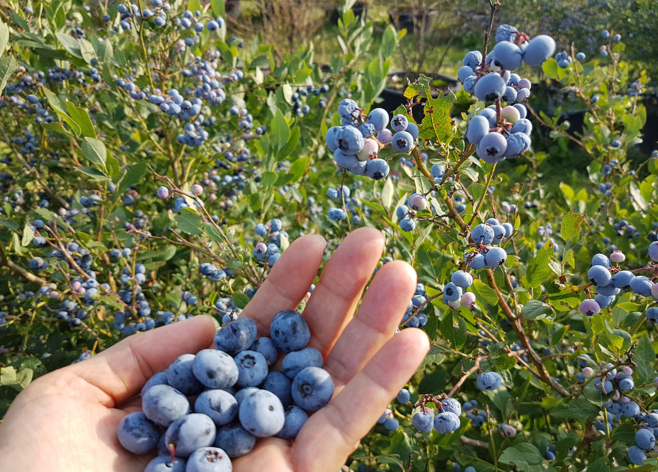 a handfull fresh picked blueberries, in front of a blueberry bush,a handfull fresh picked blueberries, in front of a blueberry bus