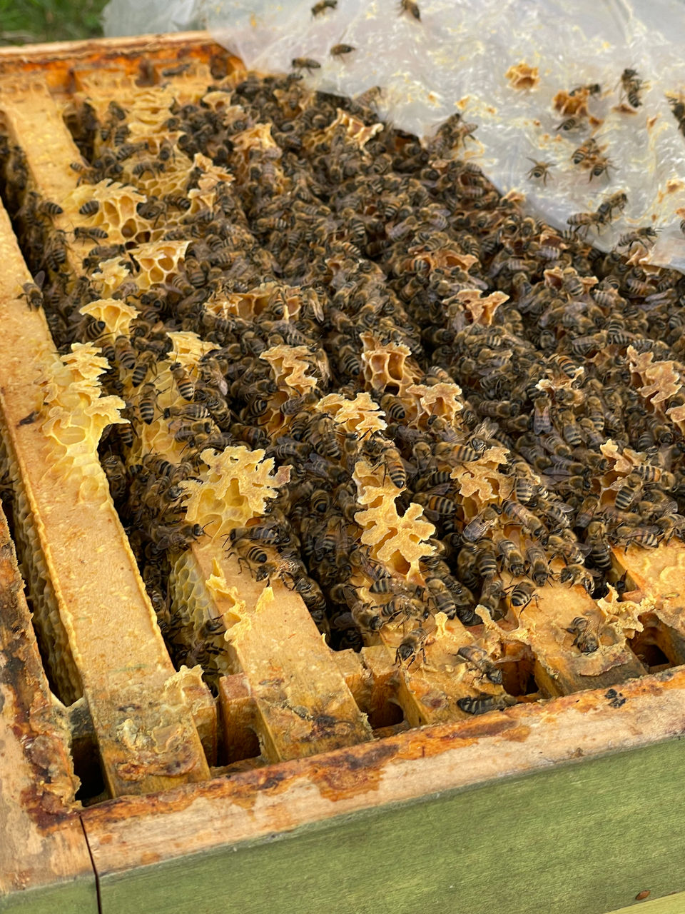 Helios Klinik Titisee-Neustadt setzt auf Nachhaltigkeit: Neue Bienenvölker für Mitarbeiter:innen  und Umwelt