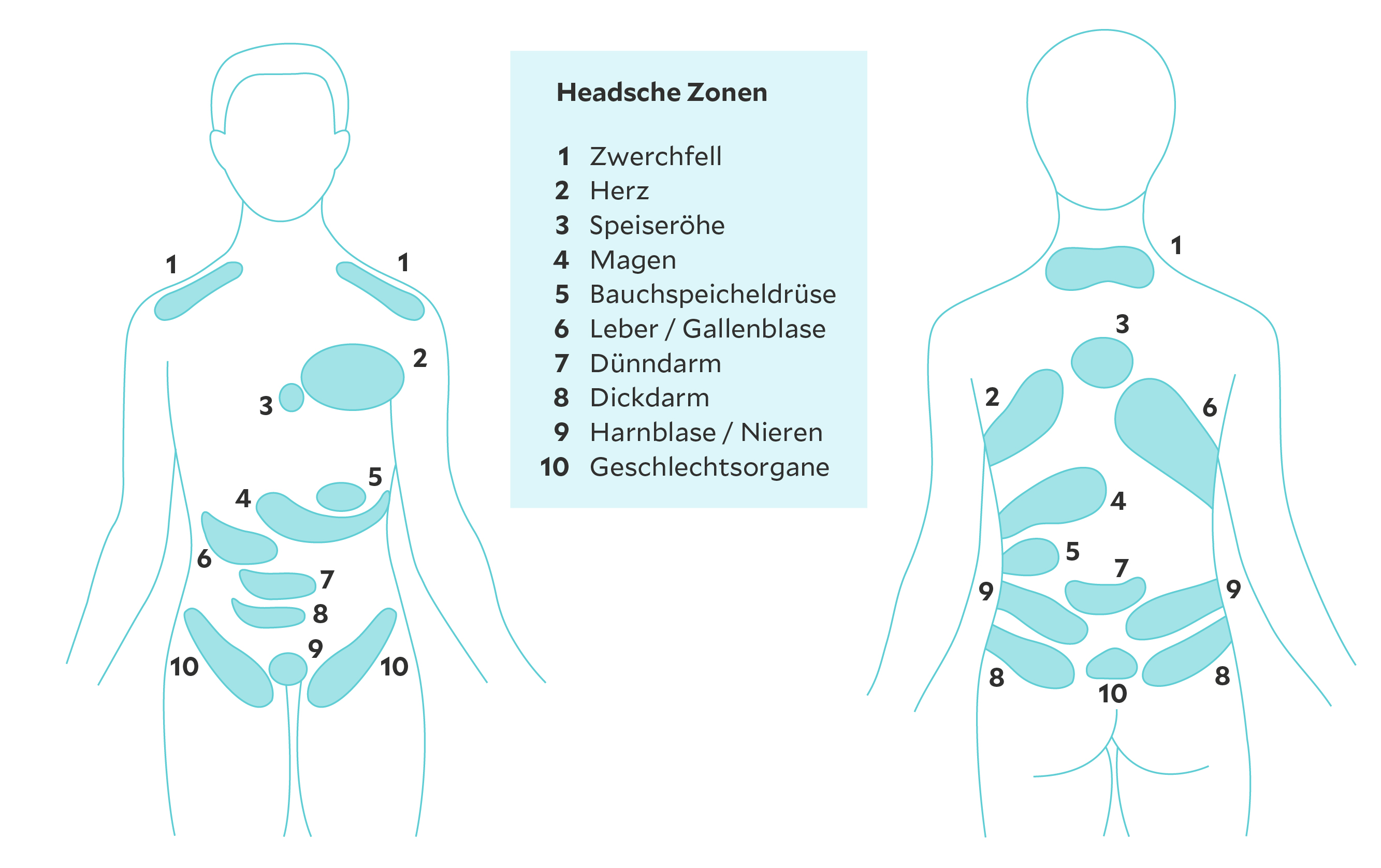 Headsche Zonen illustriert