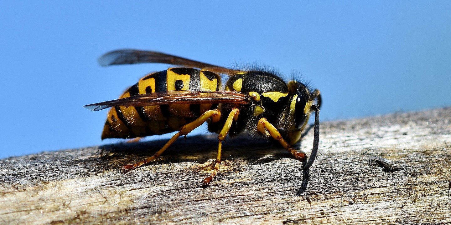 Die gestreifte Gefahr: Was tun bei einer Insektengiftallergie?