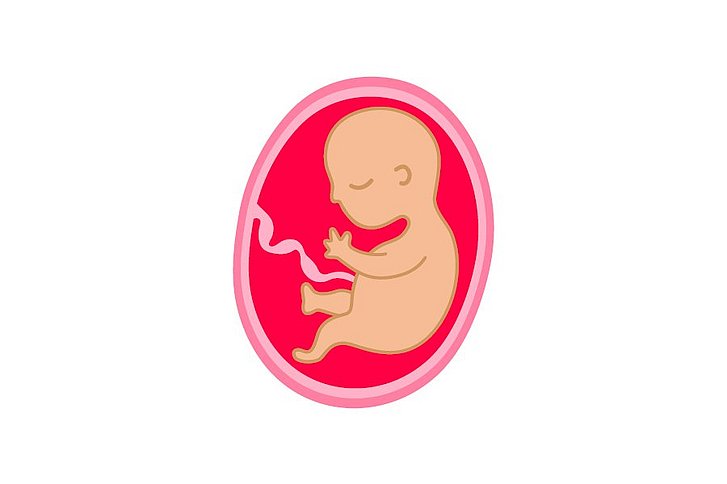 Illustration Embryo 6. Monat