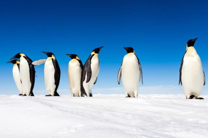 Wie Sie bei Glatteis durch den Pinguin-Gang Stürze vermeiden können