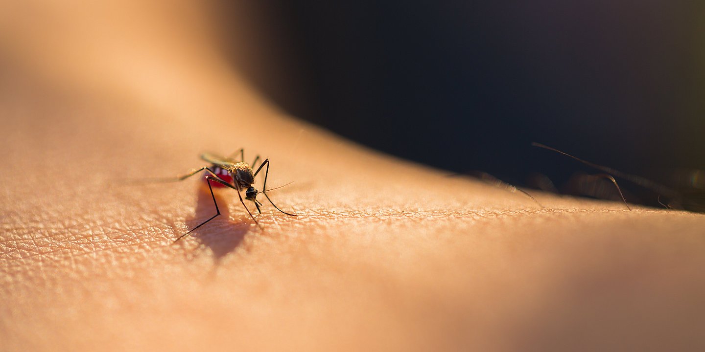 Mücken: Kleine Plagegeister der Saison