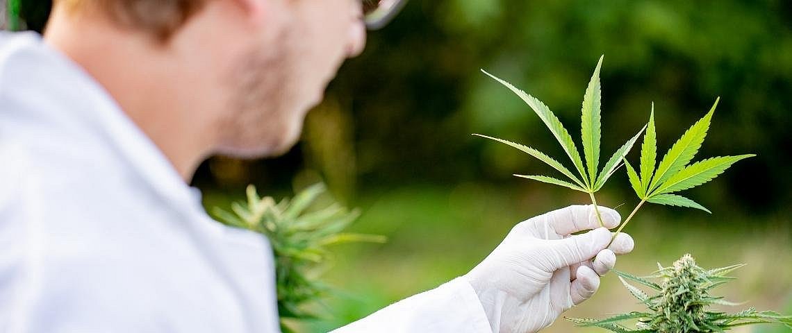 Wissenshäppchen: Medizinisches Cannabis
