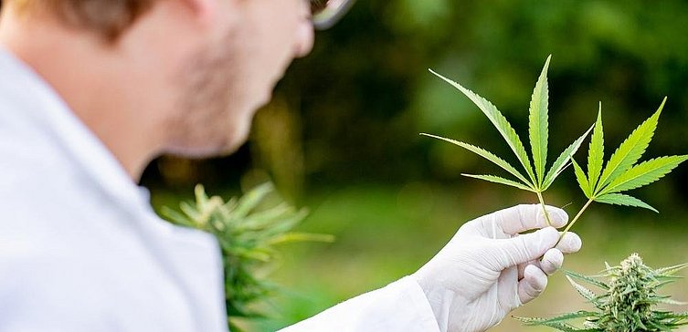 Junger Forscher hält zwei Cannabis-Blätter hoch und betrachtet sie