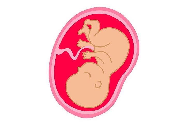 Illustration Embryo 9. Monat