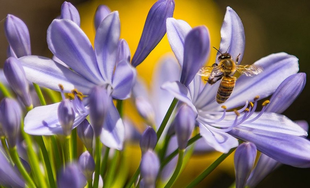 Insektenstich: Wann ist er gefährlich? | Helios Gesundheit