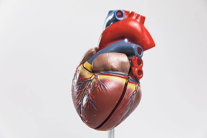 Herz und Gene: Ignorieren kann tödlich sein