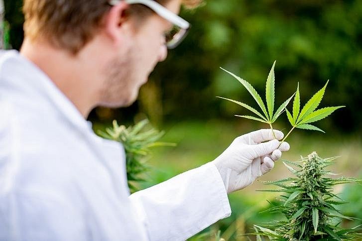 Medizinisches Cannabis: Wozu ist es gut und wie wird es angewendet?