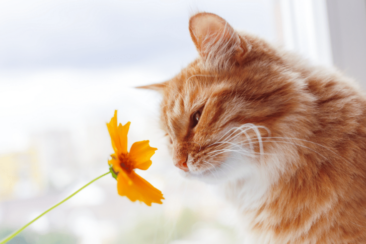 Katze schnupfert an Blume