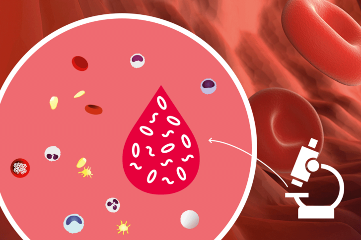 grafische Darstellung eines Mikroskops sowie Ansicht einer Petrischale mit Blutbestandteilen