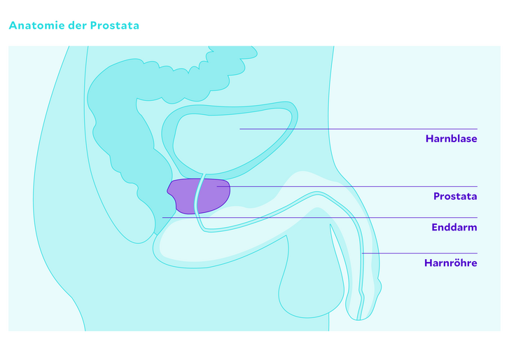 Grafik zur Anatomie der Prostata
