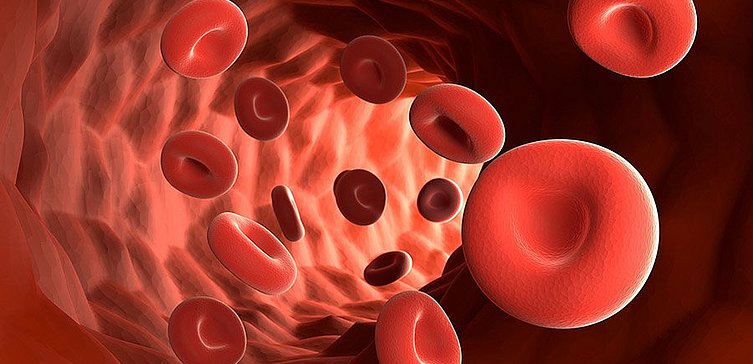 grafische Darstellung von roten Blutzellen in einer Körpervene