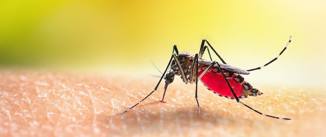 Dengue-Fieber – wie groß ist die Gefahr?