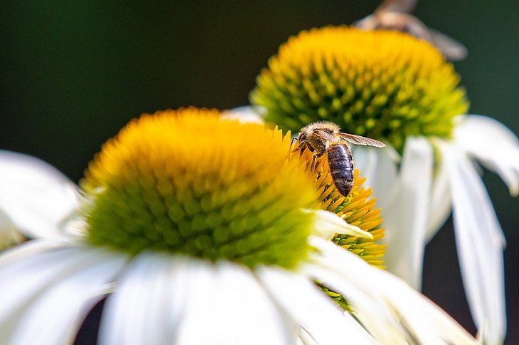 Bienen- und Wespenstiche in der Sommerzeit: was hilft gegen Juckreiz und Schwellungen?