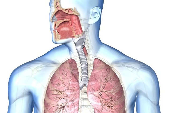 grafische Darstellung der Atemwege