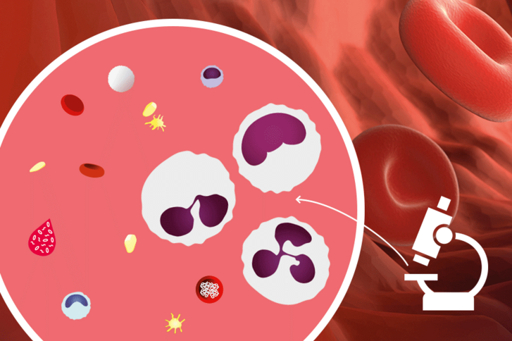  grafische Darstellung eines Mikroskops sowie Ansicht einer Petrischale mit Blutbestandteilen