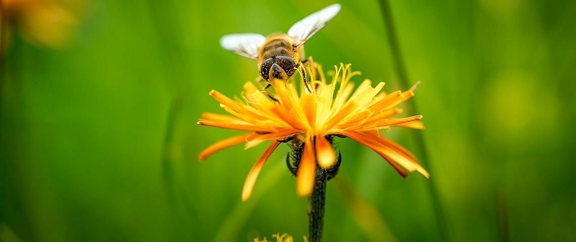 Hyposensibilisierung bei Wespen- und Bienengiftallergien 